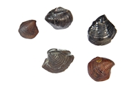 Thyasira sculpta